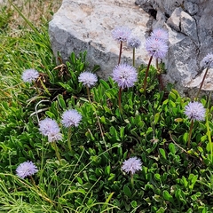 Globularia meridionalis (Globularia meridionalis)