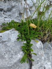 Globularia meridionalis (Globularia meridionalis)