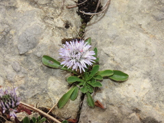 Globularia meridionalis (Globularia meridionalis)