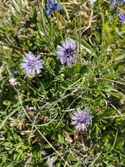 Globularia meridionalis (Globularia meridionalis)