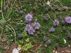Globularia meridionalis (Globularia meridionalis)