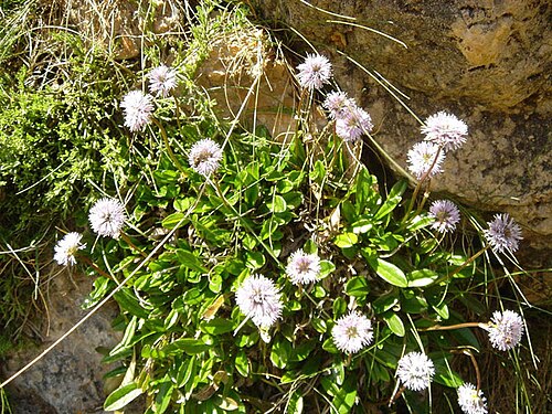 Globularia nudicaulis: Globularia nudicaulis
