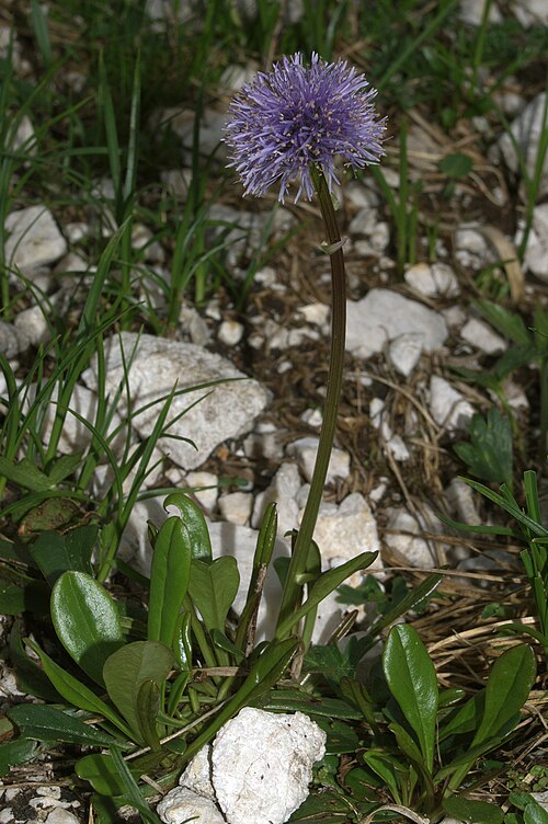 Globularia nudicaulis: Golostebelna mračica na Velikih podih (pod Skuto),