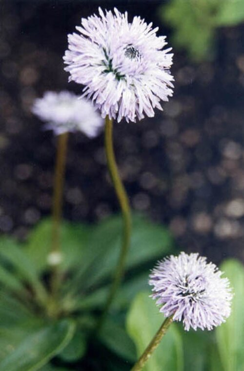 Globularia nudicaulis: Globularia nudicaulis