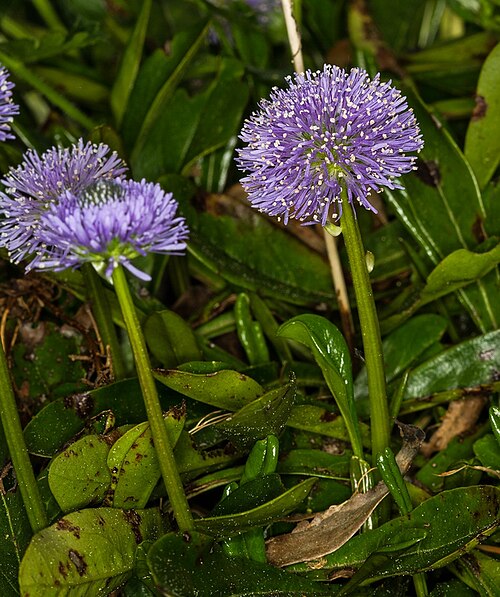Globularia nudicaulis: Arktisch-alpiner Garten Chemnitz : Nacktstängelige Kugelblume