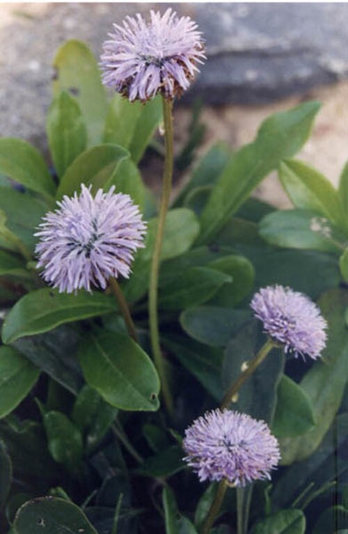 Globularia nudicaulis: Globularia nudicaulis