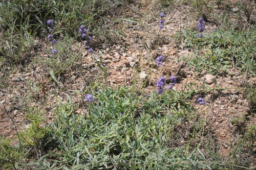 Globularia orientalis (Globularia orientalis)