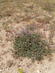 Globularia orientalis (Globularia orientalis)