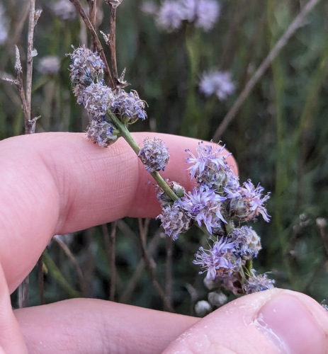 Globularia orientalis (Globularia orientalis)