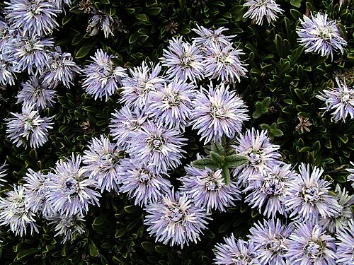 Globularia repens: Globularia repens . In la Bòfia, la Coma i la Pedra (Solsonès - Catalunya). To 2.070 m. altitude