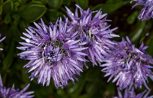 Globularia repens: Zwergkugelblume _(Globularia_nana). Standort: Alpengarten Mallnitz