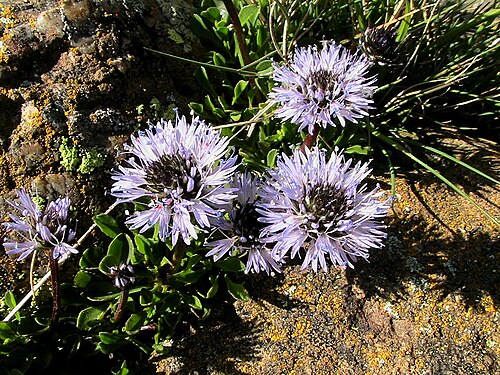 Globularia repens: Globularia repens . In Guixers (Solsonès-Catalunya). To 1.430 m. altitude