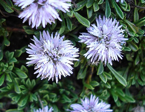 Globularia repens (Globularia repens)