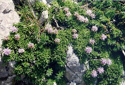 Globularia repens: Globularia nana