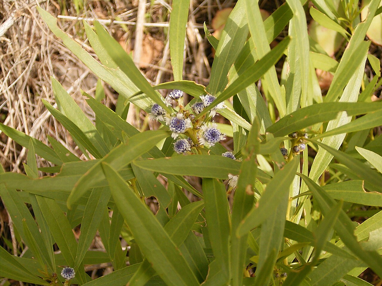 Globularia salicina: Globularia salicina growing in Puntallana , La Palma , Canary Islands