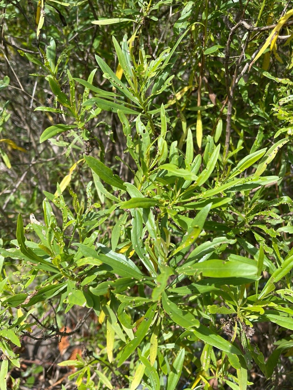 Globularia salicina (Globularia salicina)