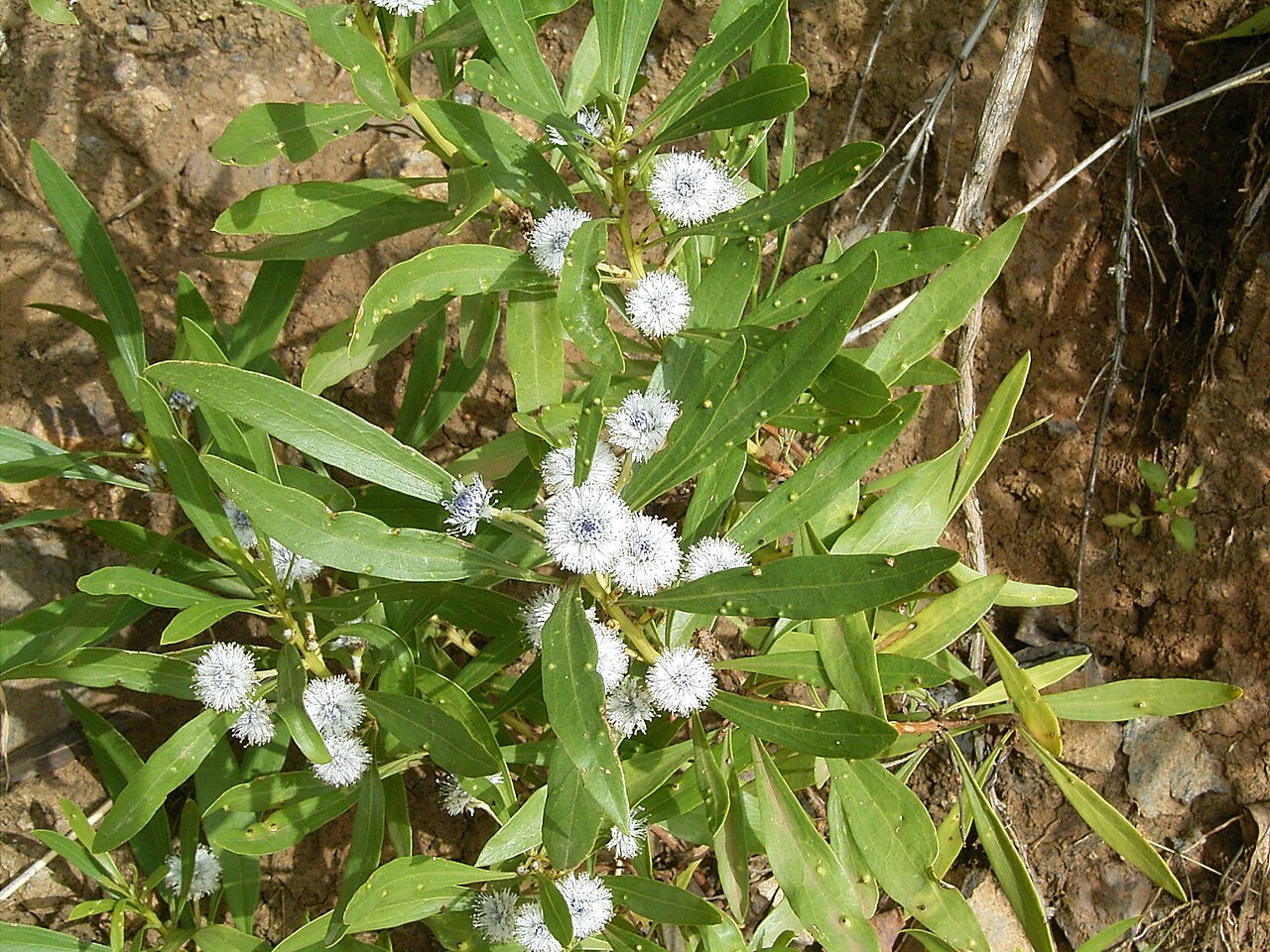 Globularia salicina: Globularia salicina growing in Puntallana , La Palma , Canary Islands