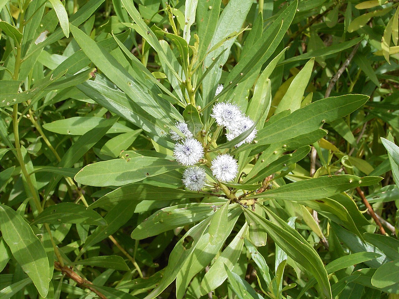 Globularia salicina: Globularia salicina growing in Puntallana , La Palma , Canary Islands