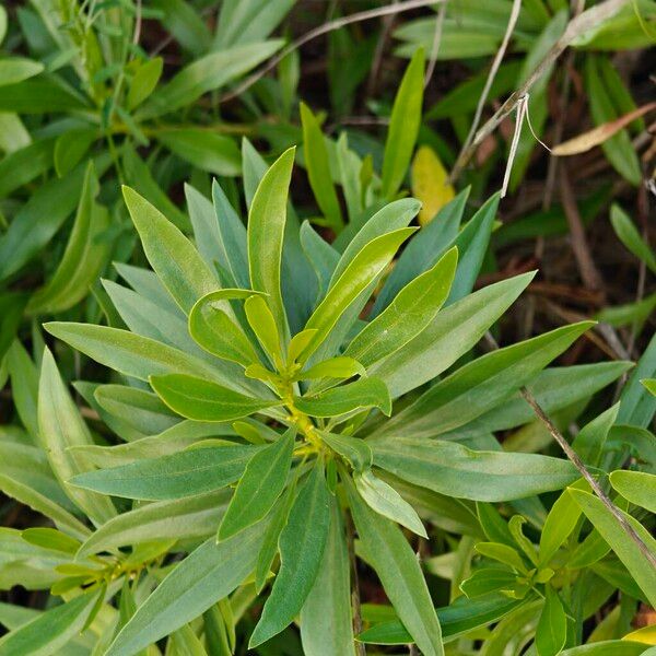 Globularia salicina (Globularia salicina)