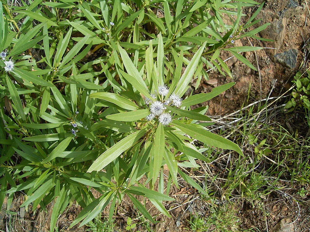Globularia salicina: Globularia salicina growing in Puntallana , La Palma , Canary Islands