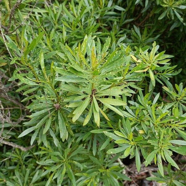 Globularia salicina (Globularia salicina)