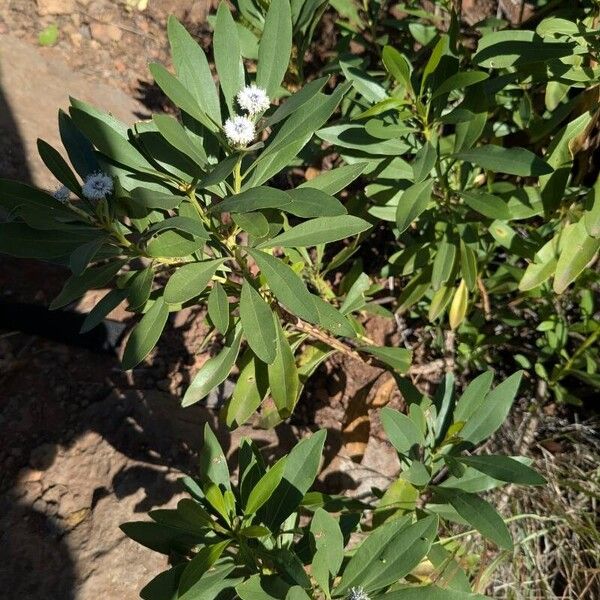 Globularia salicina (Globularia salicina)