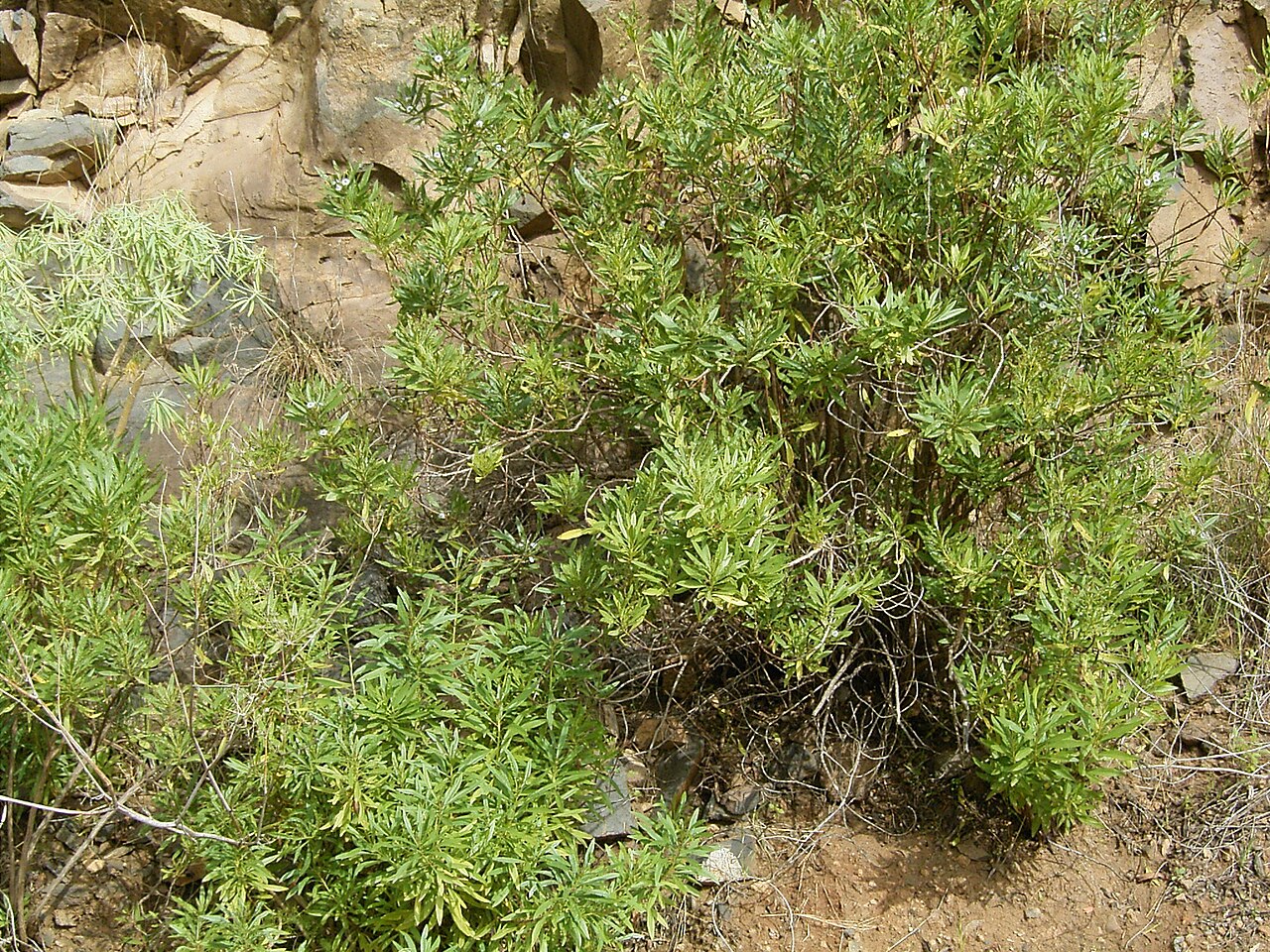Globularia salicina: Globularia salicina growing in Puntallana , La Palma , Canary Islands
