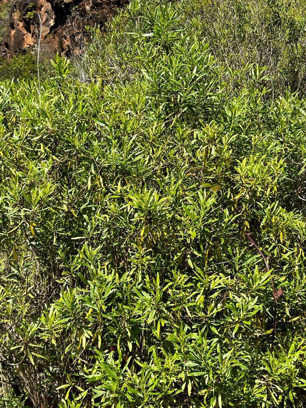 Globularia salicina (Globularia salicina)