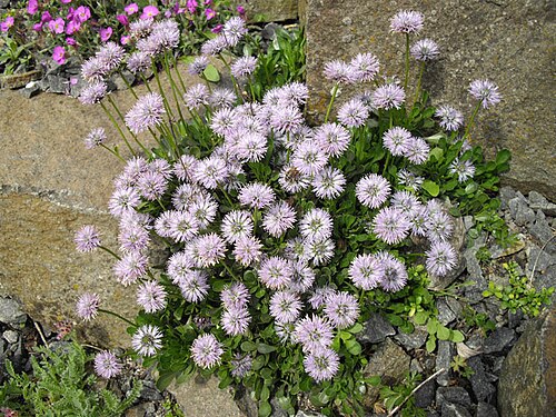 Globularia trichosantha: Globularia trichosantha