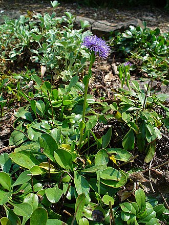 Globularia trichosantha: Globularia trichosantha , Plantaginaceae, Globe Daisy, habitus; Botanical Garden KIT, Karlsruhe, Germany.