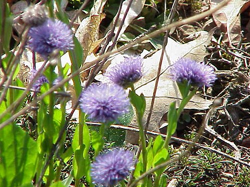 Globularia trichosantha: Species : Globularia trichosantha Family : Globulariaceae Image No. 1
