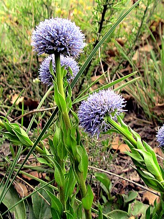 Globularia vulgaris: Globularia vulgaris . In Torà (Segarra-Catalunya). To 470 m. altitude