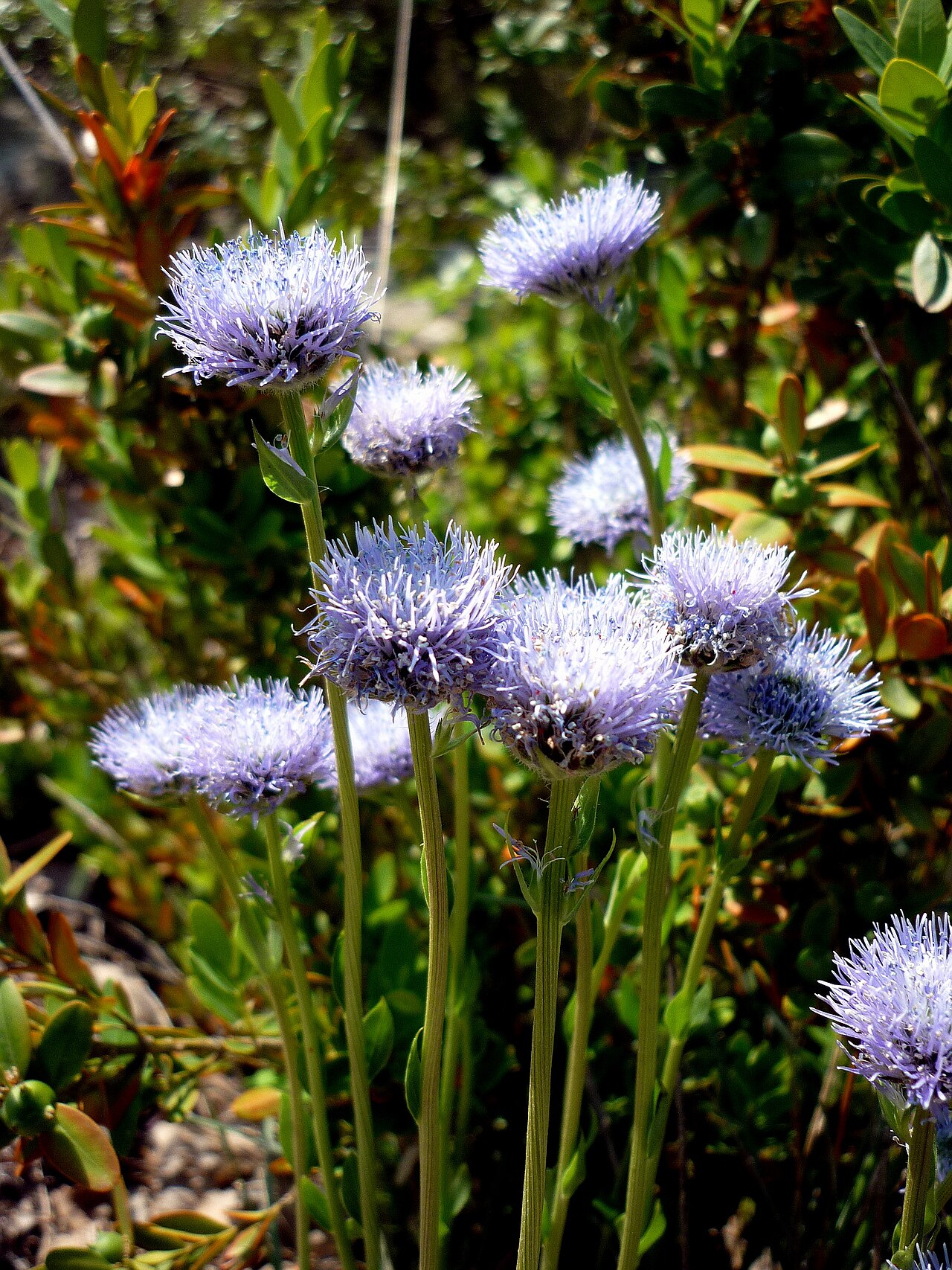 Globularia vulgaris: Globularia vulgaris . In Torà (Segarra-Catalunya). To 590 m. altitude