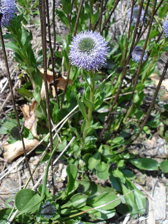 Globularia vulgaris (Globularia vulgaris)