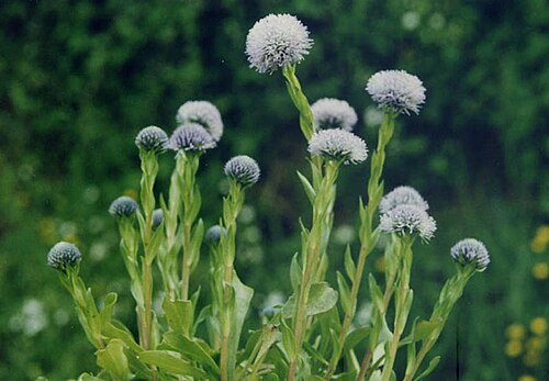 Globularia vulgaris: Globularia vulgaris