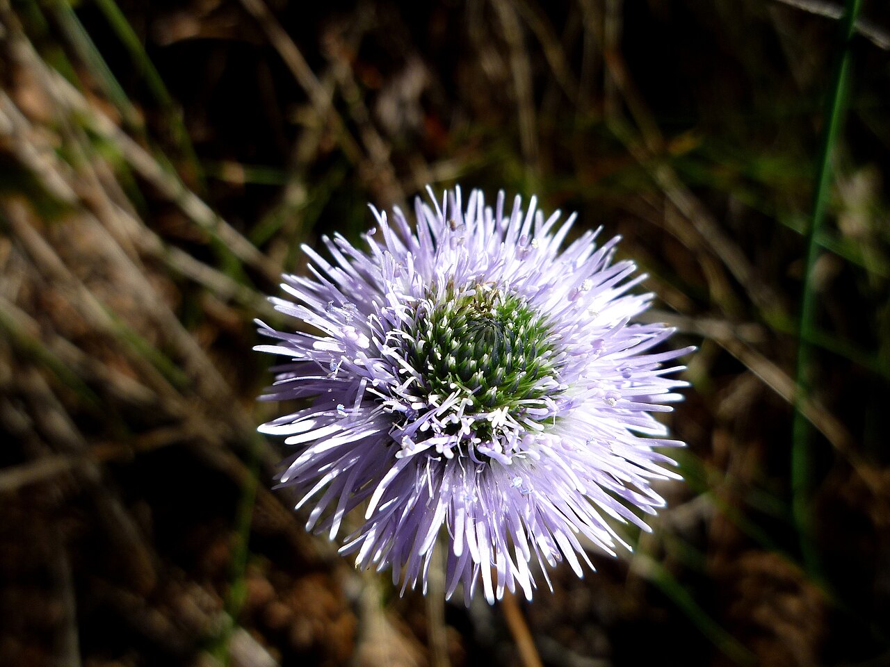 Globularia vulgaris: Globularia vulgaris . In la Coma i la Pedra (Solsonès - Catalunya). To 1.180 m. altitude