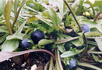 Globularia vulgaris: Globularia vulgaris