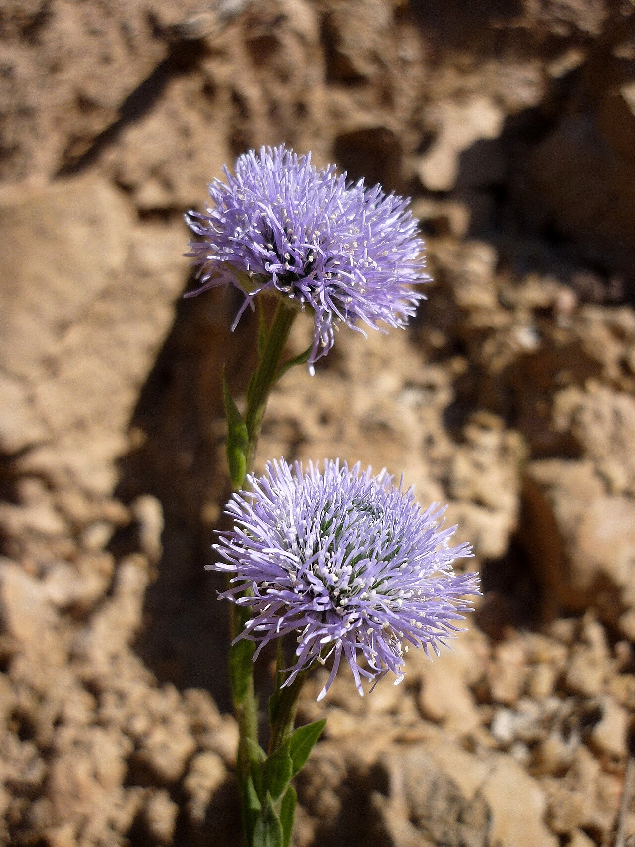 Globularia vulgaris: Globularia vulgaris . In Pinós (Solsonès - Catalunya). To 630 m. altitude