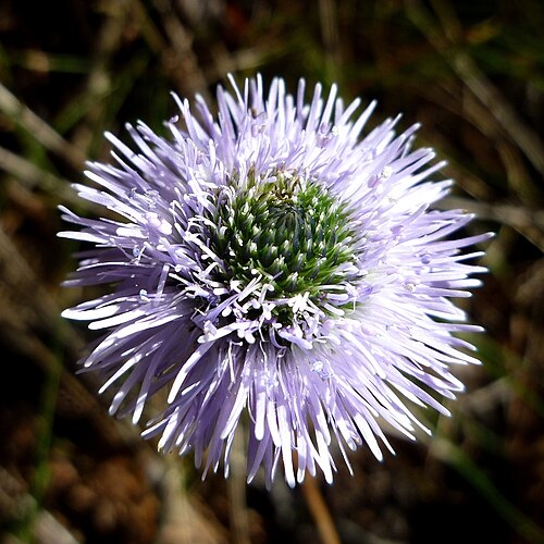 Globularia vulgaris: Globularia vulgaris . In la Coma i la Pedra (Solsonès - Catalunya). To 1.180 m. altitude