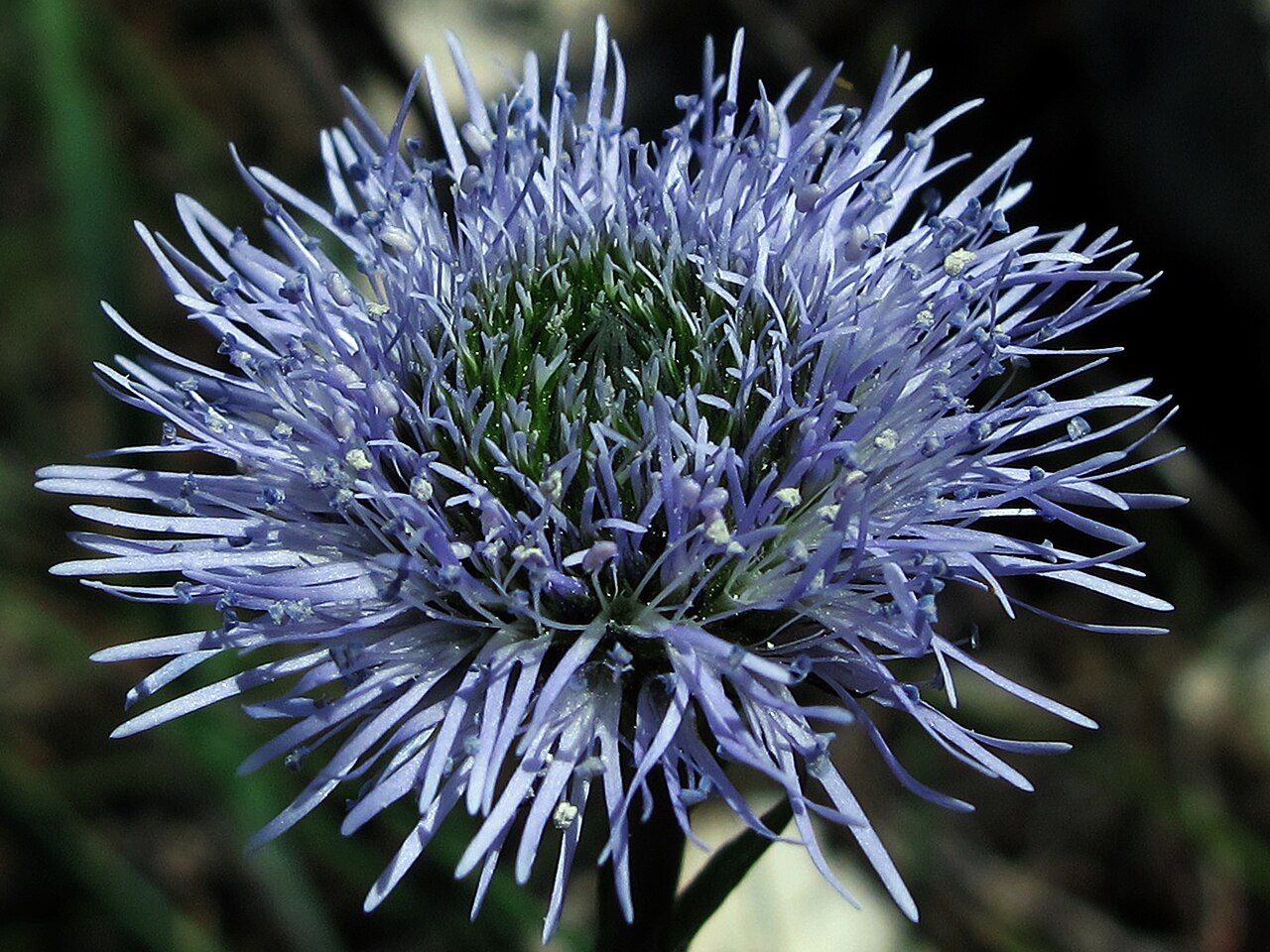 Globularia vulgaris: Bolita azul Son naturales de Europa (Suecia, Francia y España) y amplias zonas de Asia, donde crece en lugares secos y soleados de llanuras y montañas.