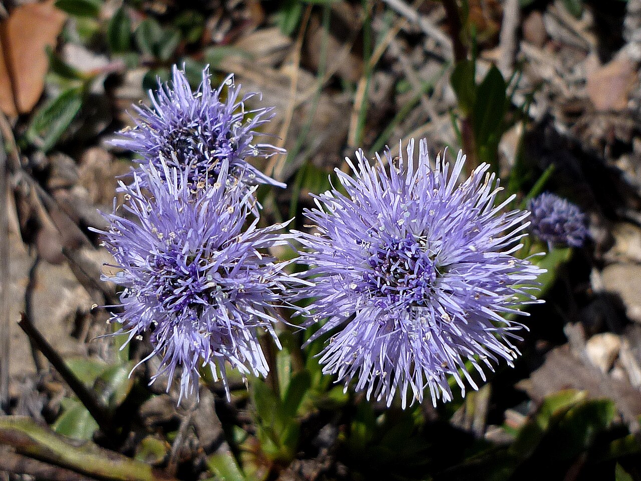 Globularia vulgaris: Globularia vulgaris . In Castellar del Riu (Berguedà-Catalunya). To 1.220 m. altitude