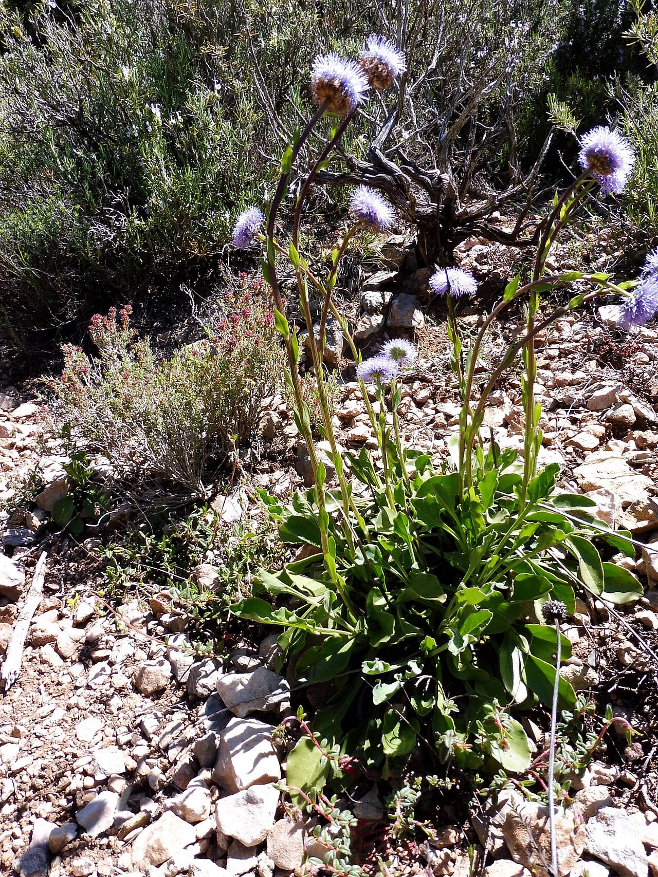 Globularia vulgaris: This is a a photo of a natural area in Catalonia, Spain, with id: