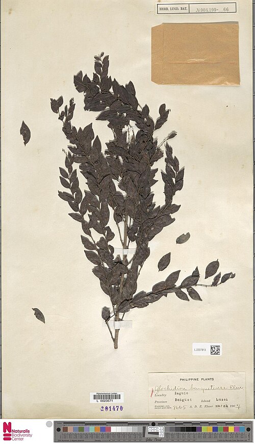 Glochidion benguetense: Glochidion benguetense Elmer (type of) - Glochidion benguetense Elmer