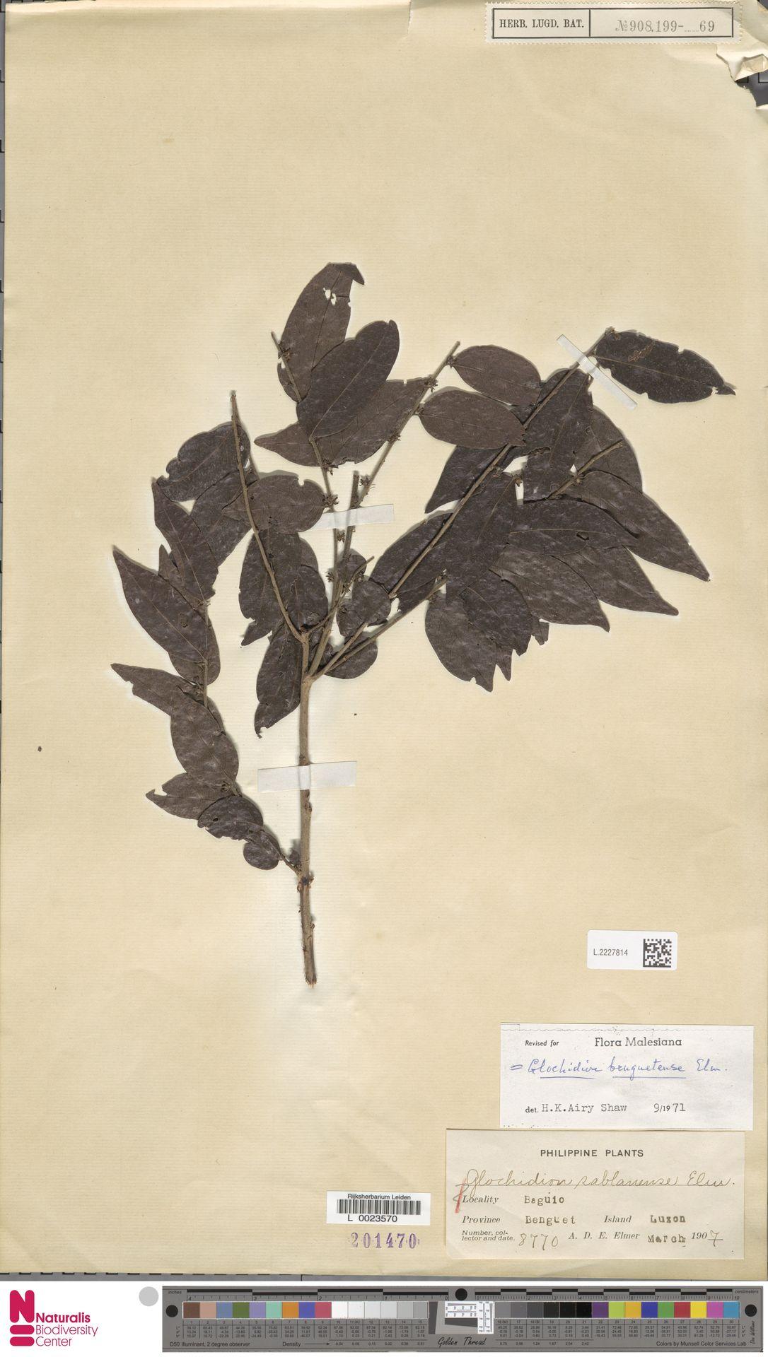 Glochidion benguetense: Glochidion sablanense Elmer (type of) - Glochidion benguetense Elmer