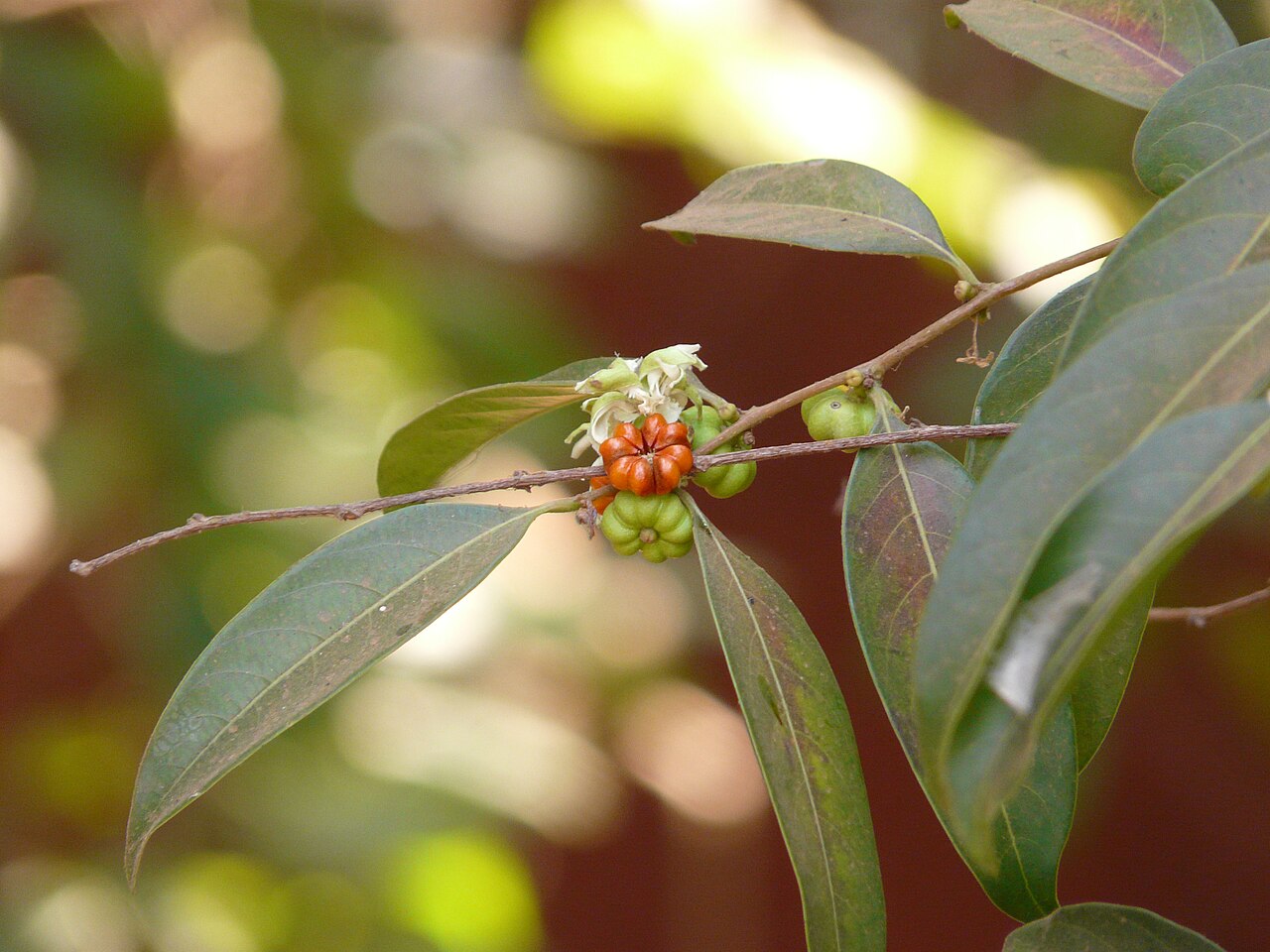 Glochidion candolleanum: Glochidion candolleanum (Wight & Arn.) Chakrab. & M.Gangop.