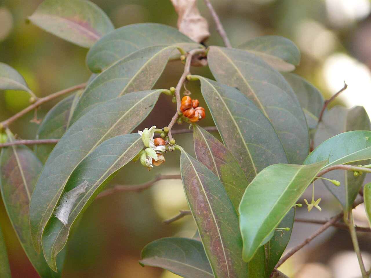 Glochidion candolleanum: Glochidion candolleanum (Wight & Arn.) Chakrab. & M.Gangop.