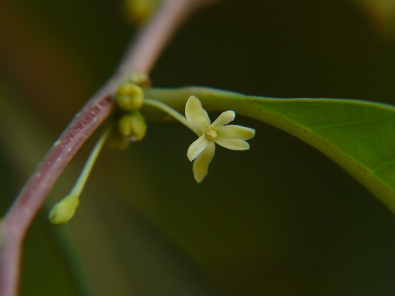 Glochidion candolleanum: Glochidion candolleanum (Wight & Arn.) Chakrab. & M.Gangop.