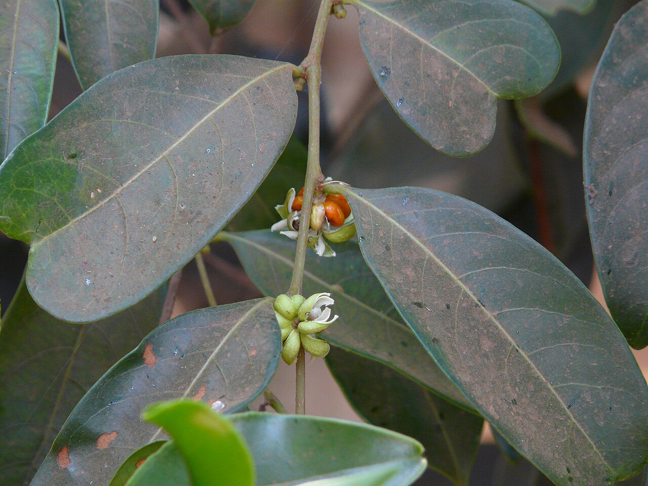 Glochidion candolleanum: Glochidion candolleanum (Wight & Arn.) Chakrab. & M.Gangop.