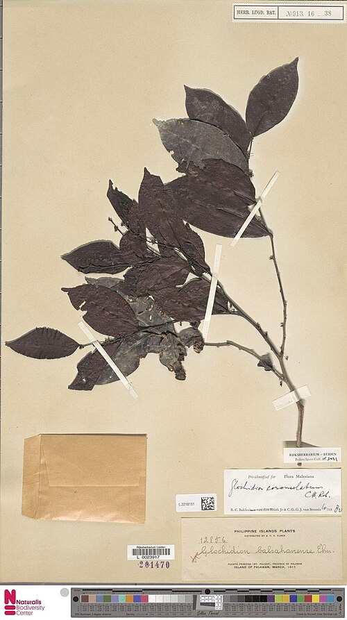 Glochidion coronulatum: Glochidion balsahanense Elmer (type of) - Glochidion coronulatum C.B.Rob.