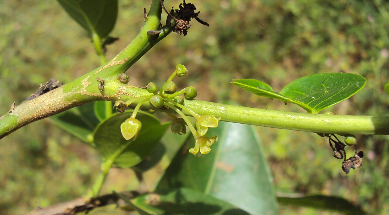 Glochidion ellipticum: Glochidion ellipticum